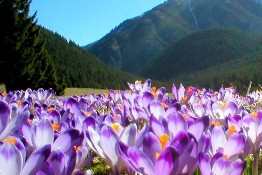 Spring in the Tatra Mountains